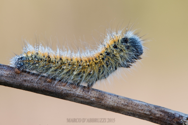 chiedo aiuto per id bruco.. - Lasiocampa (Pachygastria) trifolii